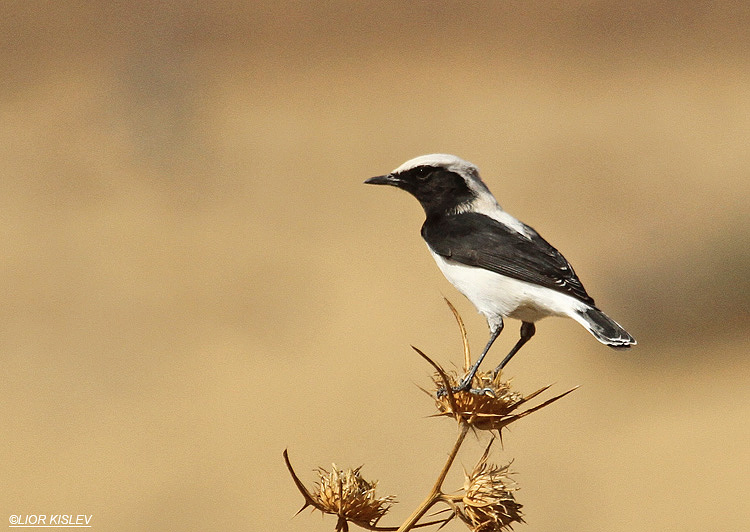     Finsch's Wheatear  Oenanthe finschii  ,Wadi Samak Golan 10-10-11 Lior Kislev                           